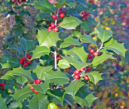Azevinho, o arbusto que é um dos símbolos do Natal